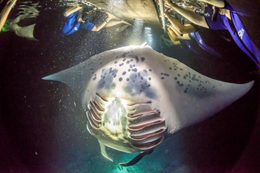 Kailua Kona: Night Manta Ray Adventure on the Big Island - Who Should Book This Tour (and Who Should Skip It)