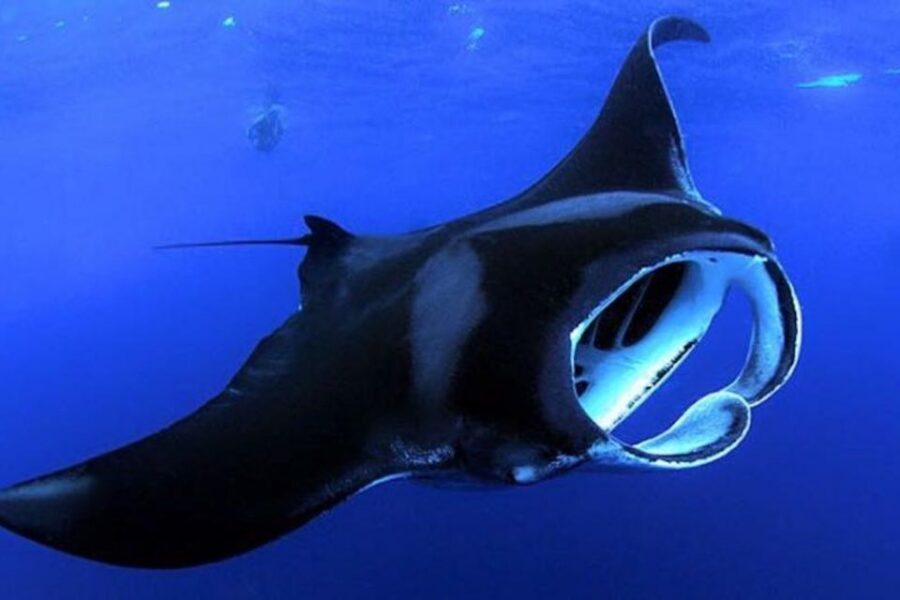 Kailua Kona: Night Manta Ray Adventure on the Big Island - Kailua Kona After Dark: Why This Night Snorkel Works