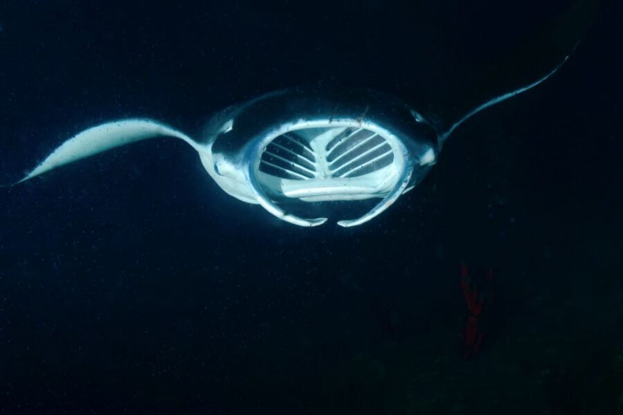 Kailua Kona: Night Manta Ray Adventure on the Big Island - The Manta Ray Spot: Lights, Plankton, and That Inches-Away Moment