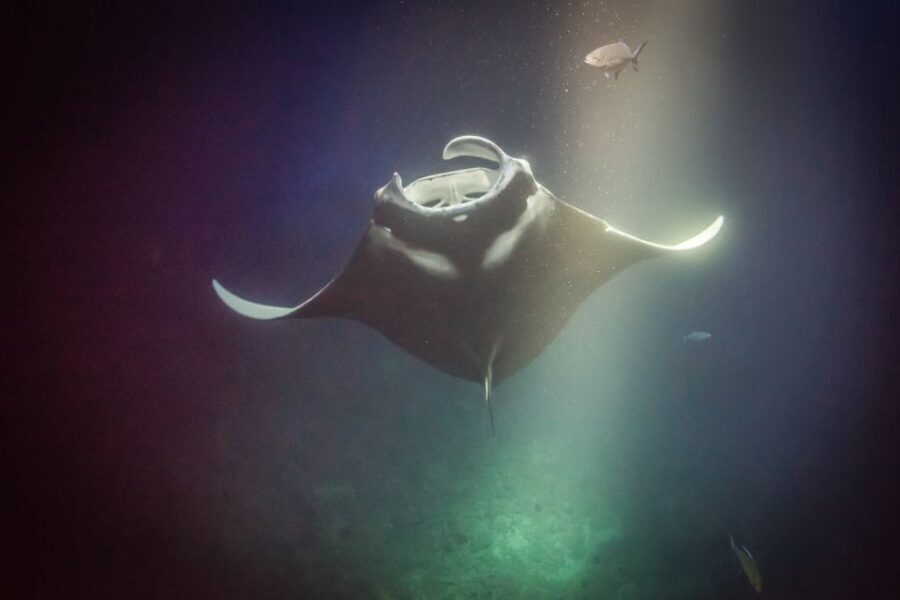 Kailua Kona: Night Manta Ray Adventure on the Big Island - The Option to Ride Along If You Don’t Want to Snorkel