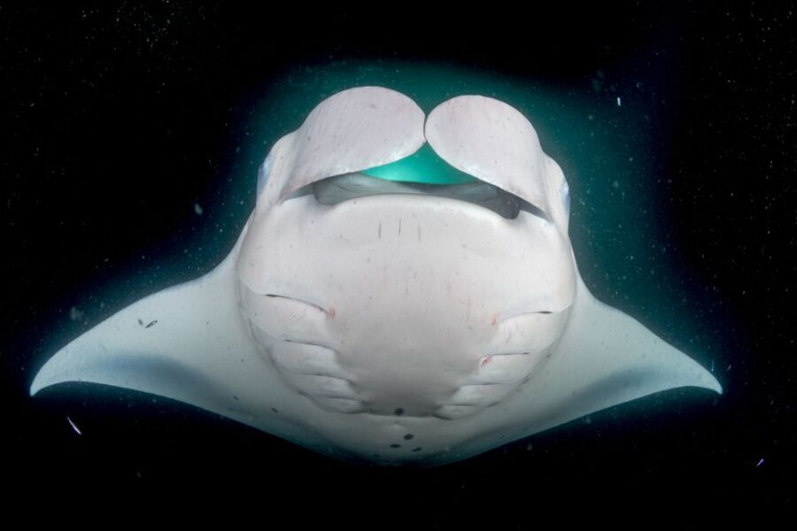 Kailua Kona: Night Manta Ray Adventure on the Big Island - Price and Value: Is $121 Worth It