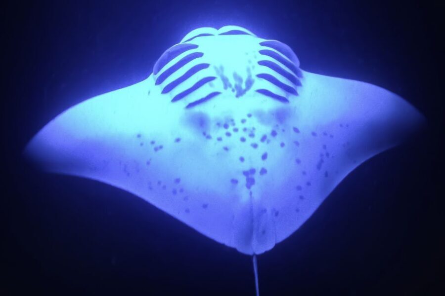 Kailua Kona: Night Manta Ray Adventure on the Big Island - What to Pack: The Small Stuff That Makes the Night Better
