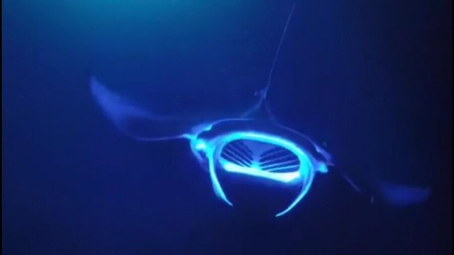 Kailua Kona: Night Manta Ray Adventure on the Big Island - Seasickness and Nerves: How to Avoid a Bad Feeling
