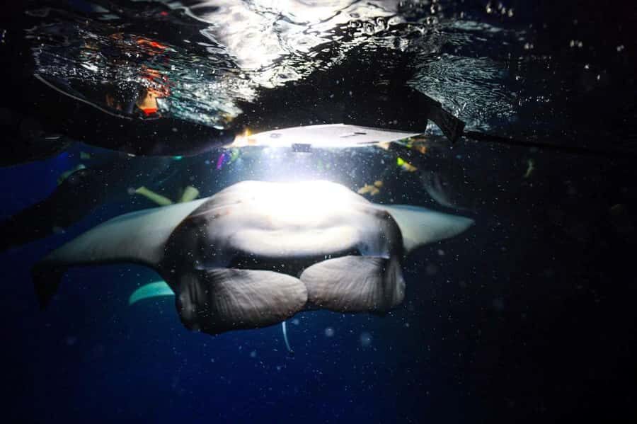 Kailua-Kona: Night Manta Snorkel or Dive - Quick hits before you go