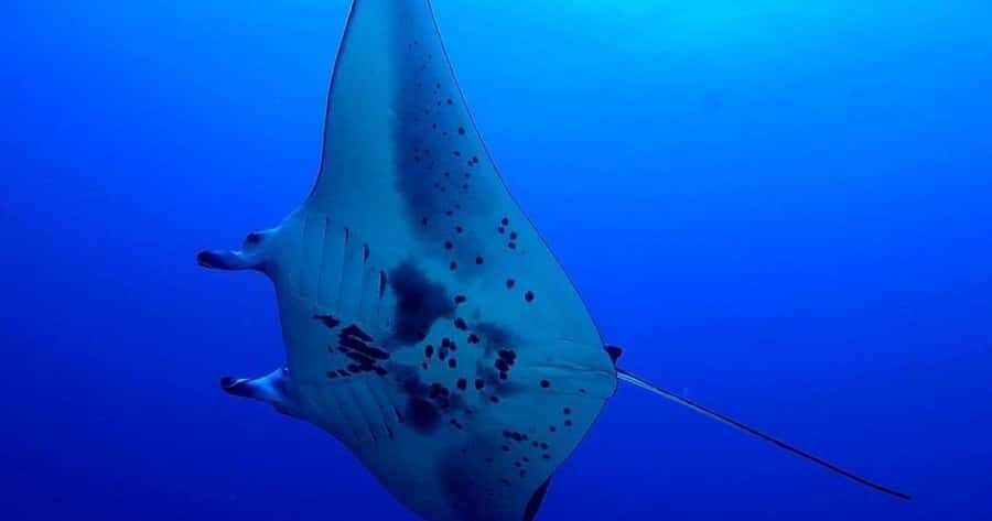 Kailua-Kona: Night Manta Snorkel or Dive - Why night manta rays feel like science fiction in Kailua-Kona