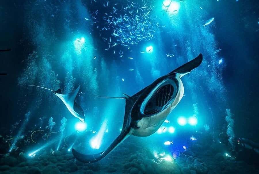 Kailua-Kona: Night Manta Snorkel or Dive - Where the action happens: the calm, sheltered bay and the sandy anchor spot
