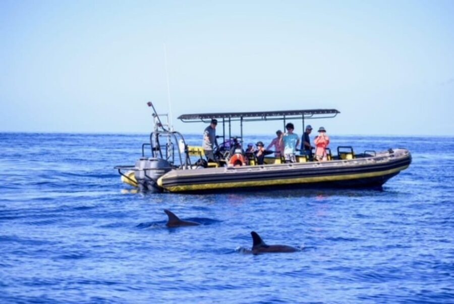 Kailua-Kona: Pacific Humpback Whale Watch Excursion - Why the Pacific Humpback Migration Matters Here
