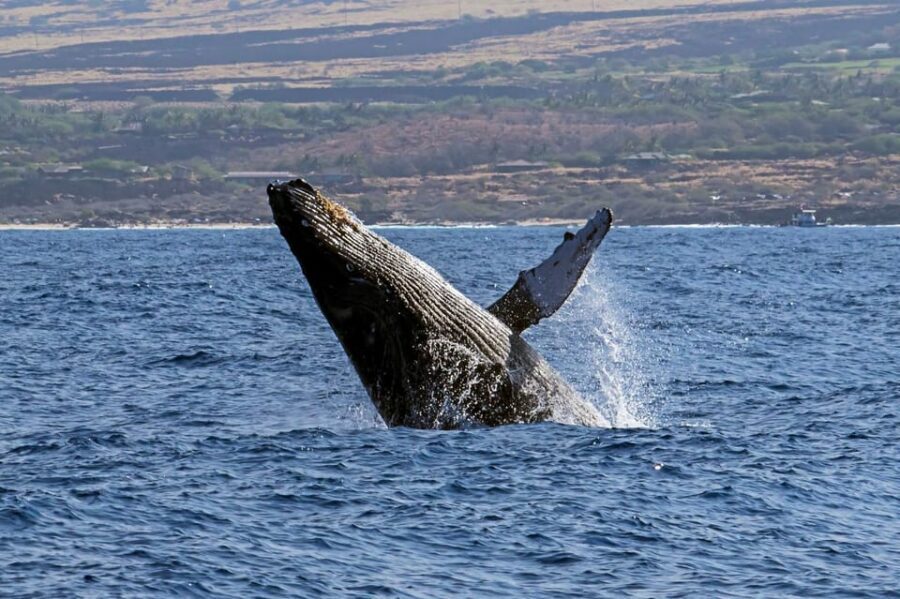 Kailua-Kona: Pacific Humpback Whale Watch Excursion - The 150-Minute Plan: How the Time Actually Works