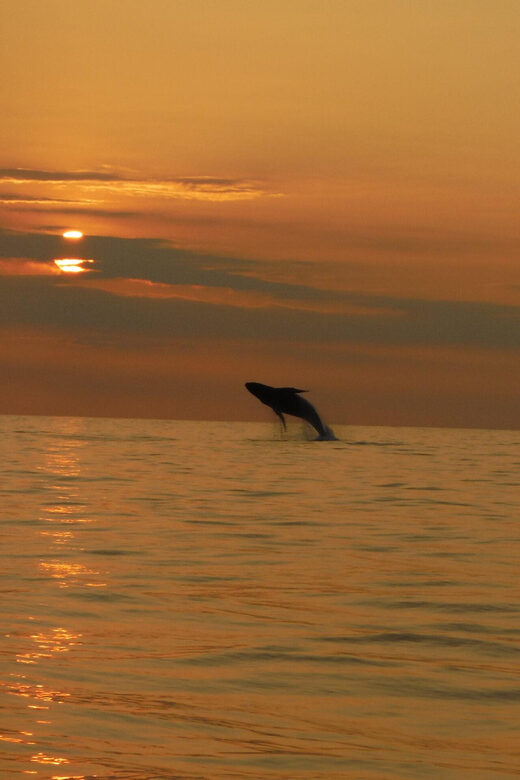 Kailua-Kona: Pacific Humpback Whale Watch Excursion - Who This Kona Trip Fits Best