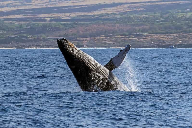 Kailua-Kona: Pacific Humpback Whale Watch Excursion - My Booking Call: Should You Book Hawaii Marine Life Charters?