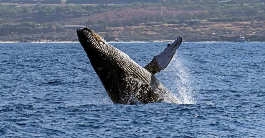 Kailua-Kona: Pacific Humpback Whale Watch Excursion - FAQ