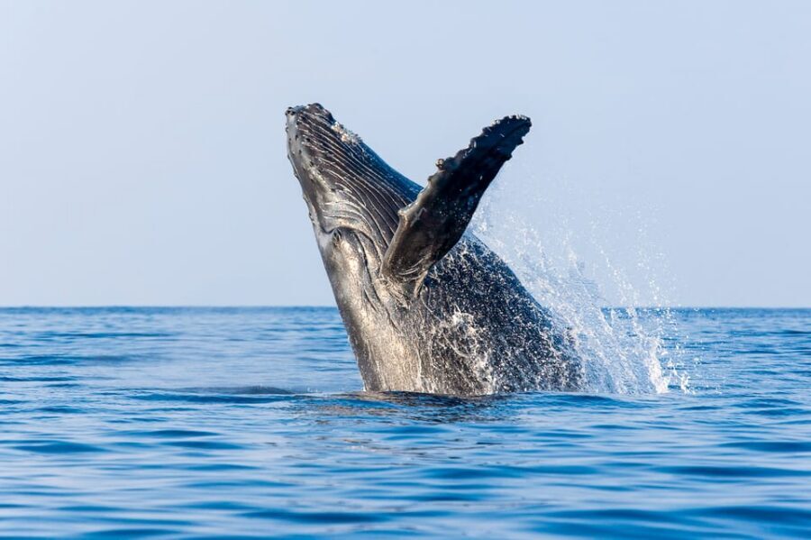 Kailua-Kona: Whale Watching Cruise on the Big Island - Key things that make this cruise worth your time