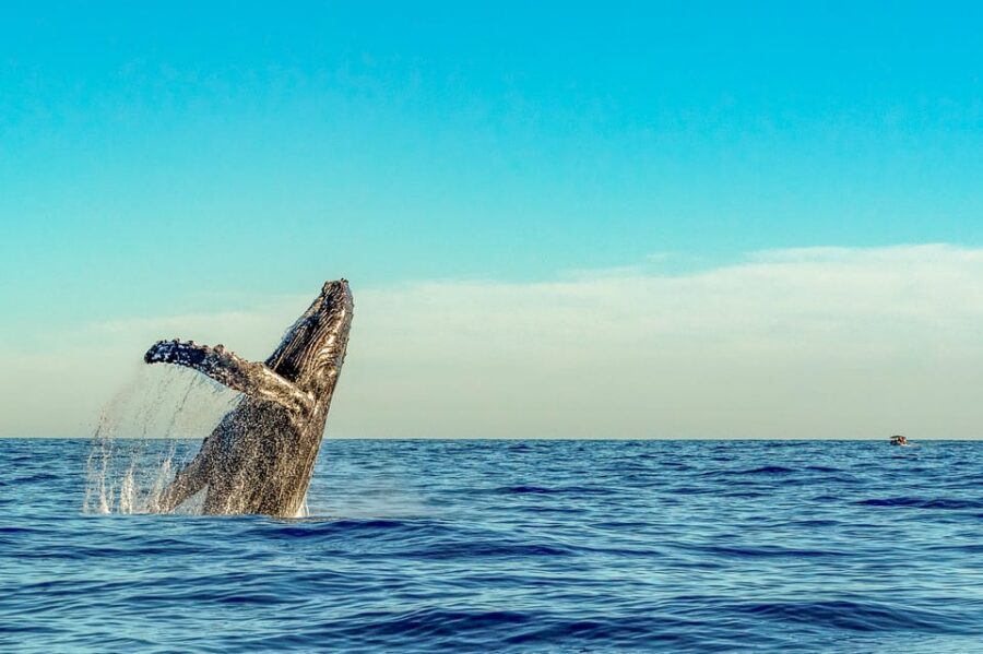 Kailua-Kona: Whale Watching Cruise on the Big Island - What you might actually see: breaches, calves, and the season’s drama