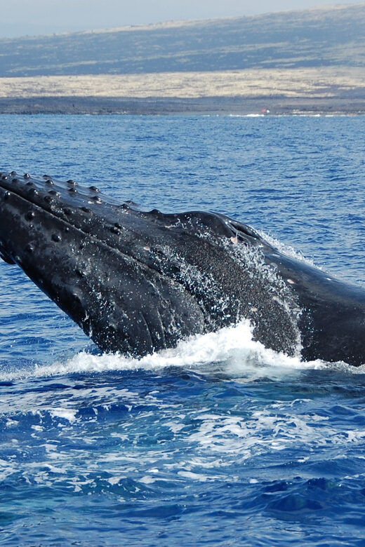 Kailua-Kona: Whale Watching Cruise on the Big Island - What to bring for Kona weather and boat motion