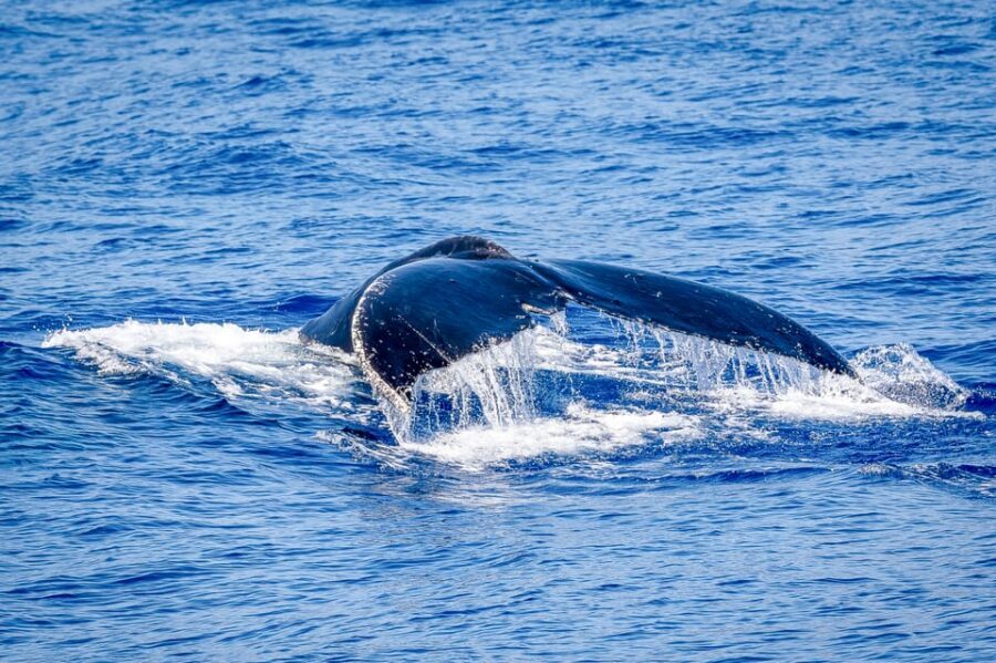 Kailua-Kona: Whale Watching Cruise on the Big Island - Price and value: what $115 buys you on the Big Island