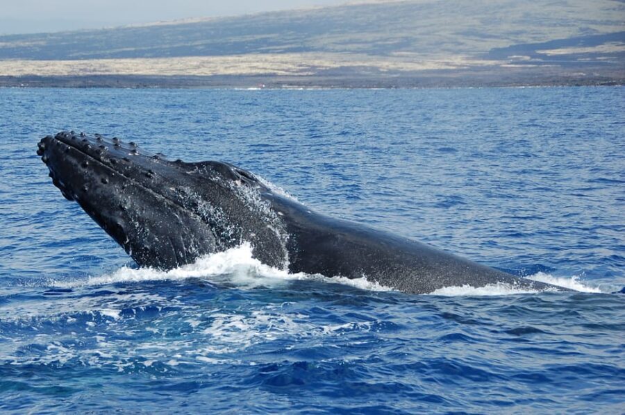 Kailua-Kona: Whale Watching Cruise on the Big Island - Should you book this Kailua-Kona whale watching cruise?