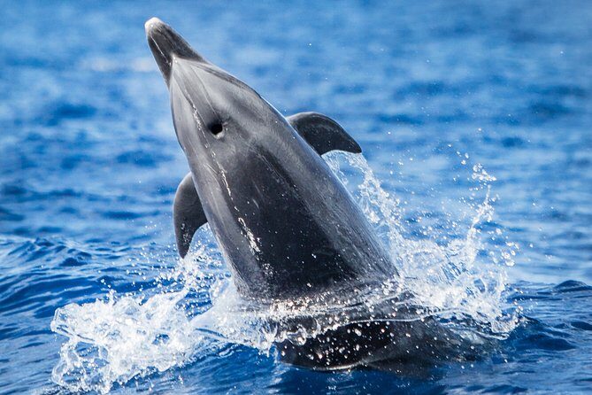 Kaimana Ocean Safari - Key reasons this safari works