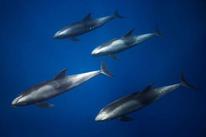Kaimana Ocean Safari - Your morning at sea: how the safari search usually plays out