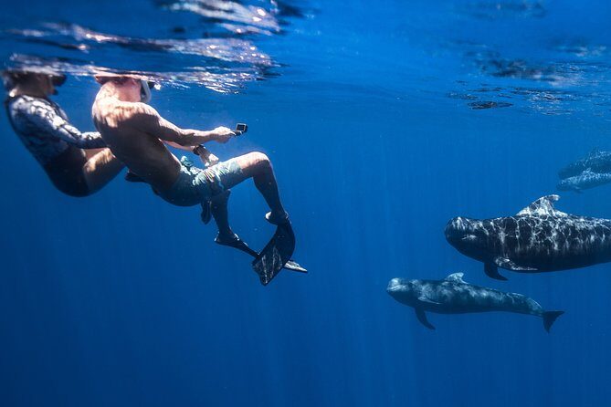 Kaimana Ocean Safari - Safety and fitness: the ladder matters more than you think