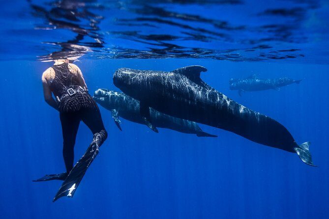 Kaimana Ocean Safari - What you get (and what you need to bring)