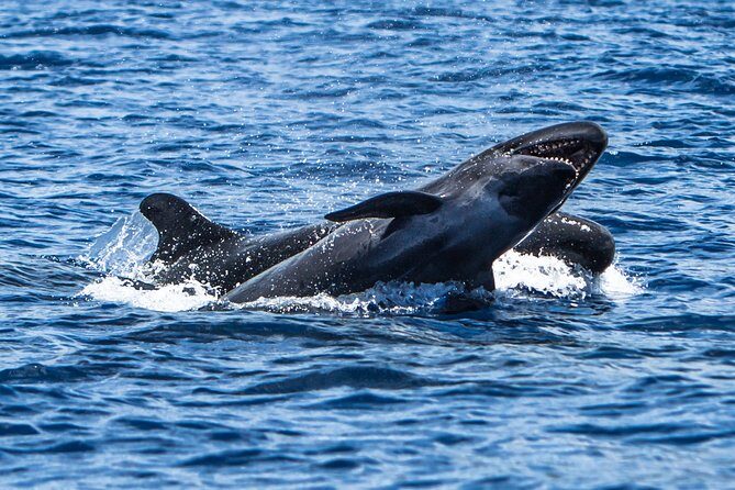 Kaimana Ocean Safari - The guide factor: why people keep praising the crew