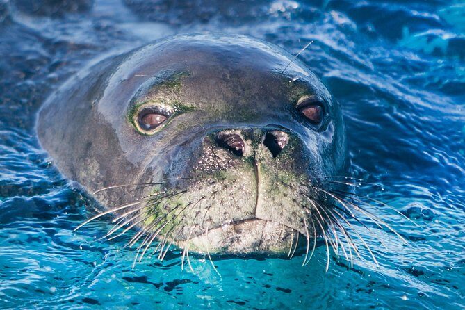 Kaimana Ocean Safari - Wildlife moments that tend to make the trip worth it
