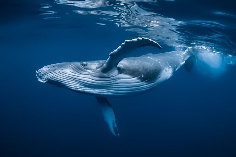 Kalaoa: Big Island & Kona Midday Whale Watching Tour - Key things I’d highlight before you go