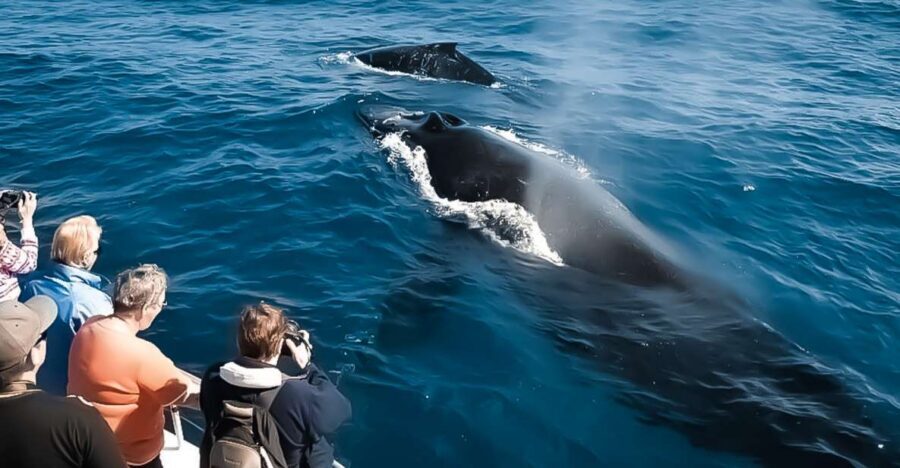 Kalaoa: Big Island & Kona Midday Whale Watching Tour - Kona whale watching on the Kibou: what you’re really buying