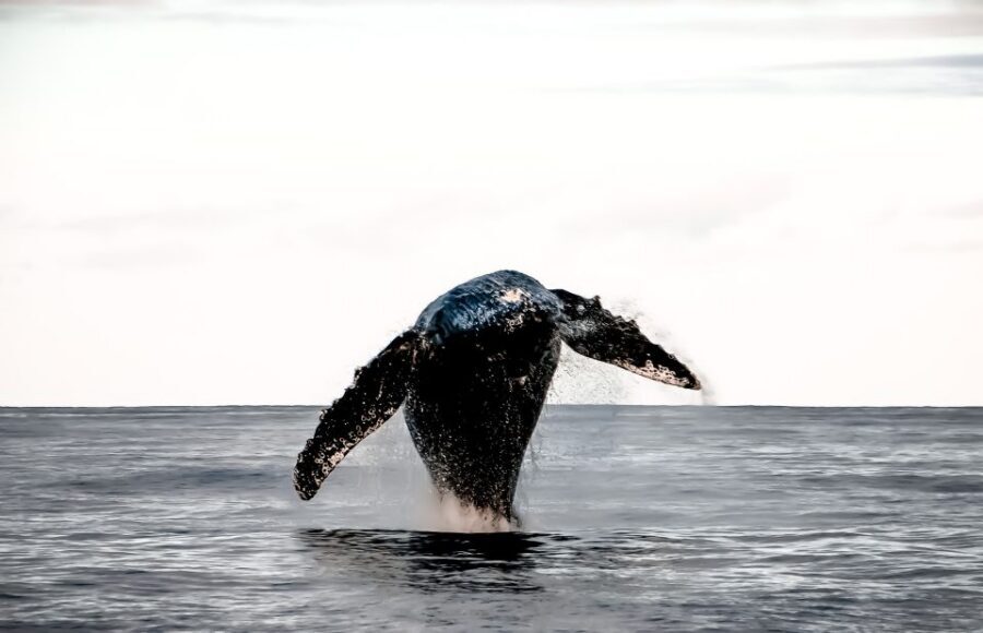 Kalaoa: Big Island & Kona Midday Whale Watching Tour - Kailua-Kona coast scouting: where spotting actually happens