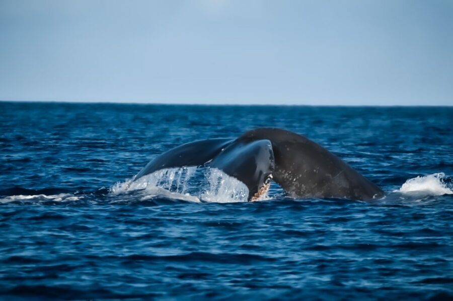 Kalaoa: Big Island & Kona Midday Whale Watching Tour - Weather, waves, and how to set your expectations