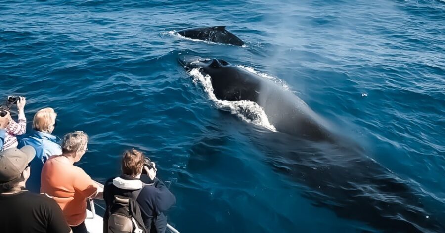 Kalaoa: Big Island & Kona Midday Whale Watching Tour - Getting to Slip A17 and getting on the water