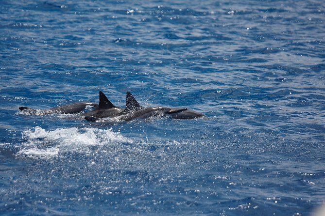Kawaihae Luxury Snorkel Cruise & Wildlife Watch with Lunch - Key Highlights You’ll Actually Care About