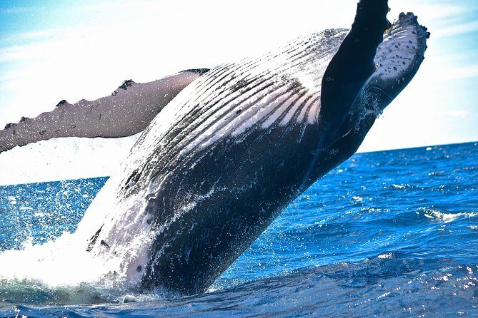 Kawaihae Luxury Snorkel Cruise & Wildlife Watch with Lunch - Kawaihae’s Kohala Coast: Why This Cruise Works