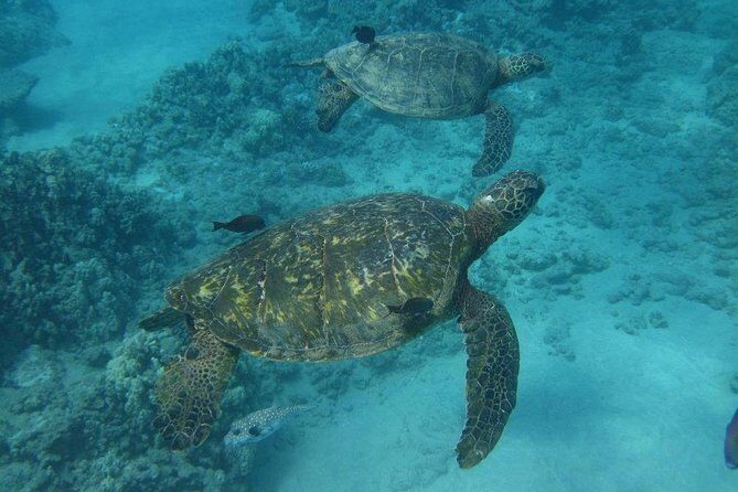 Kawaihae Luxury Snorkel Cruise & Wildlife Watch with Lunch - Snorkeling Time: Gear Included and Help in the Water