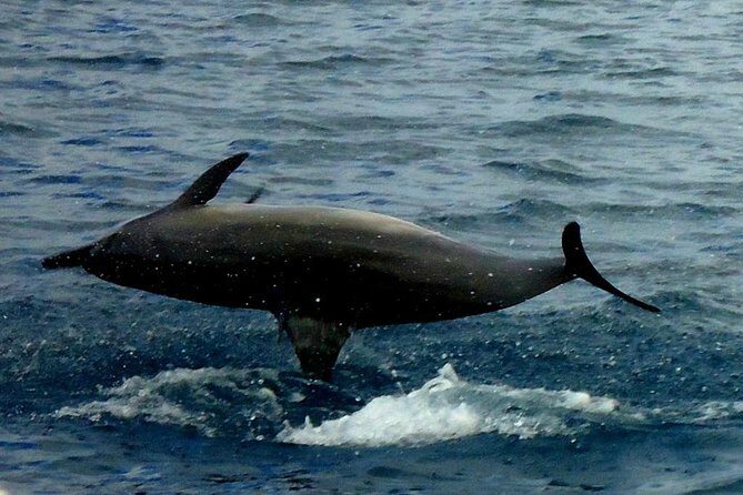 Kawaihae Luxury Snorkel Cruise & Wildlife Watch with Lunch - Lunch Mid-Cruise: Picnic Energy Without Extra Stops