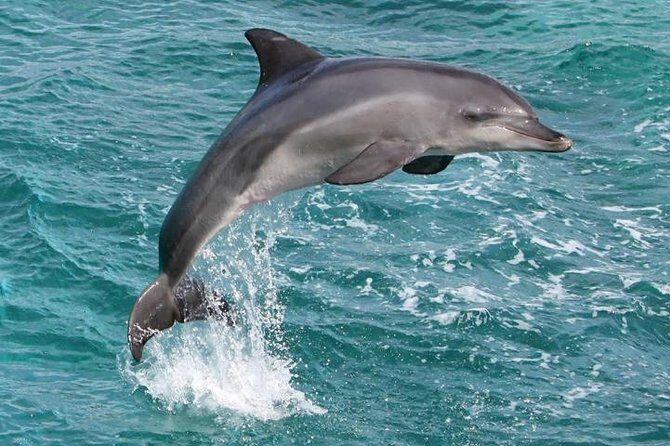Kawaihae Luxury Snorkel Cruise & Wildlife Watch with Lunch - Value Check: Why $205 Can Make Sense Here
