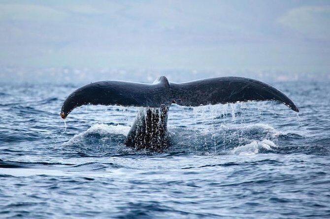 Kawaihae Luxury Snorkel Cruise & Wildlife Watch with Lunch - Wildlife Watch: Dolphins, Honu, and Seasonal Whales