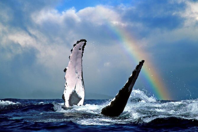Kawaihae Whale Watch - Key Highlights You Should Know Before You Go