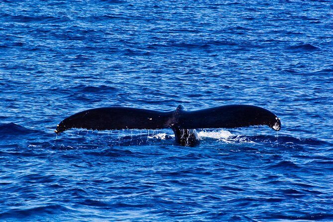 Kawaihae Whale Watch - The Boat and the Crew: Small Group, Big Effort