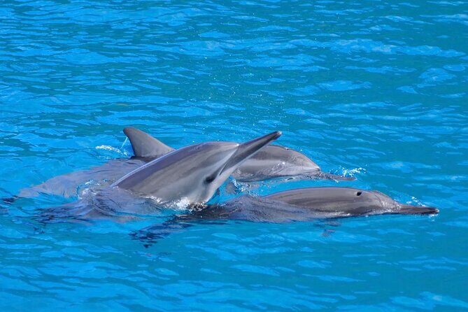 Kealakekua Bay Snorkel & Dolphin Safari In Kona Big Island (4hrs) - Kealakekua Bay + Captain Cook Route: What You’re Actually Paying For