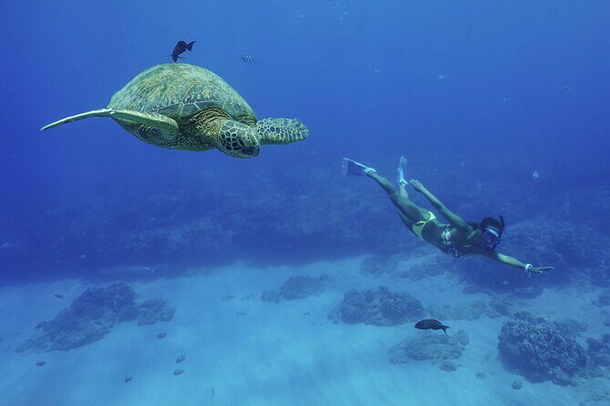 Kealakekua Bay Snorkel & Dolphin Safari In Kona Big Island (4hrs) - The 4-Hour Timeline: How the Day Flows on the Boat