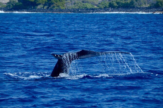 Kealakekua Bay Snorkel & Dolphin Safari In Kona Big Island (4hrs) - Dolphin Safari Time: What You Can See After Lunch