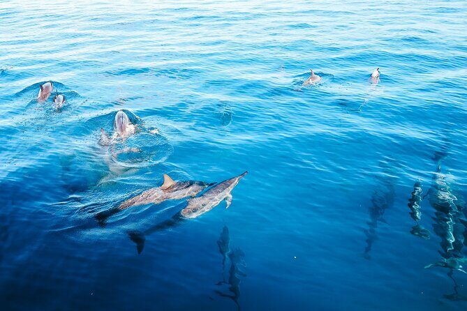 Kealakekua Bay Snorkel & Dolphin Safari In Kona Big Island (4hrs) - Where This Fits Best (and Who Might Find It Less Perfect)