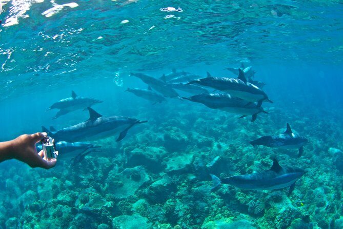Kealakekua Bay Snorkeling Tour - 4 hour Kona Zodiac Adventure - Kealakekua Bay Marine Preserve snorkeling: why the reef time feels effortless