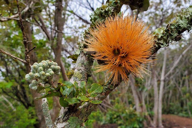 Kīlauea Hike and Lava Gazing with Native Hawaiian - Getting to Puʻupuaʻi Pāhoa and managing the 4:00 pm start
