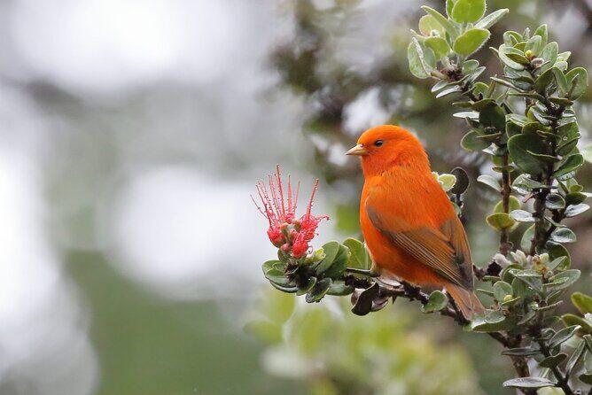 Kīlauea Hike and Lava Gazing with Native Hawaiian - What you actually get: admission, biosecurity gear, and a private group