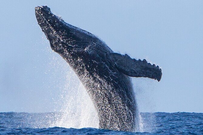 Kohola Whale Watching Excursion - Kona Winter Whales: What You’re Actually Chasing