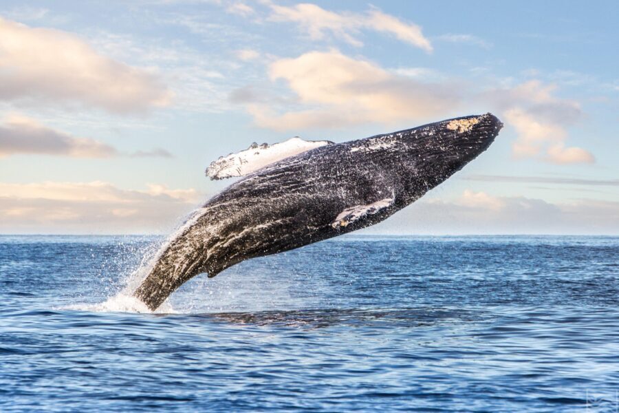 Kohola Whale Watching Excursion - When Whales Surface: What to Watch (and How to Enjoy It)