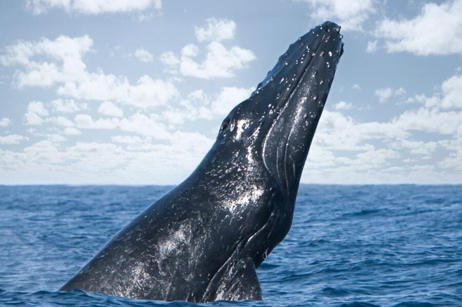 Kohola Whale Watching Excursion - Price and Value: Why $160 Can Make Sense