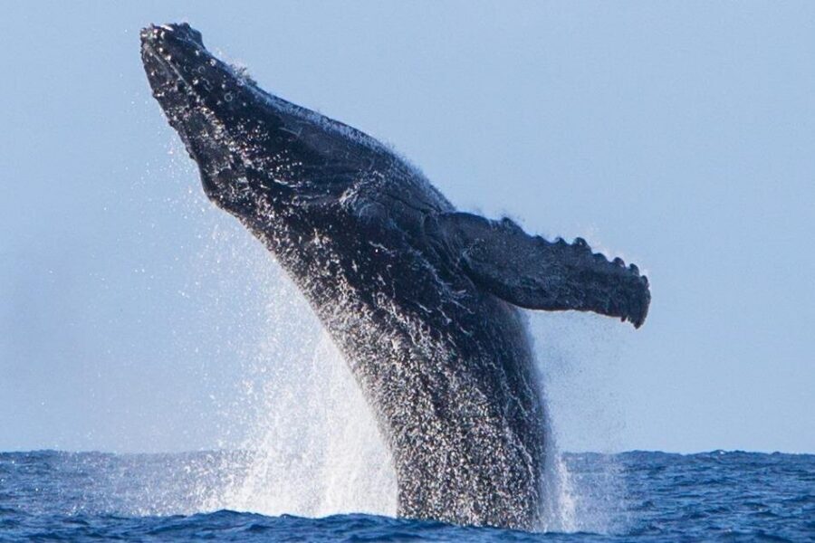 Kohola Whale Watching Excursion - Who This Is Best For (and When to Rethink It)
